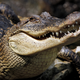 Illustration for article titled Escaped Crocodile Blamed For Deadly Plane Crash